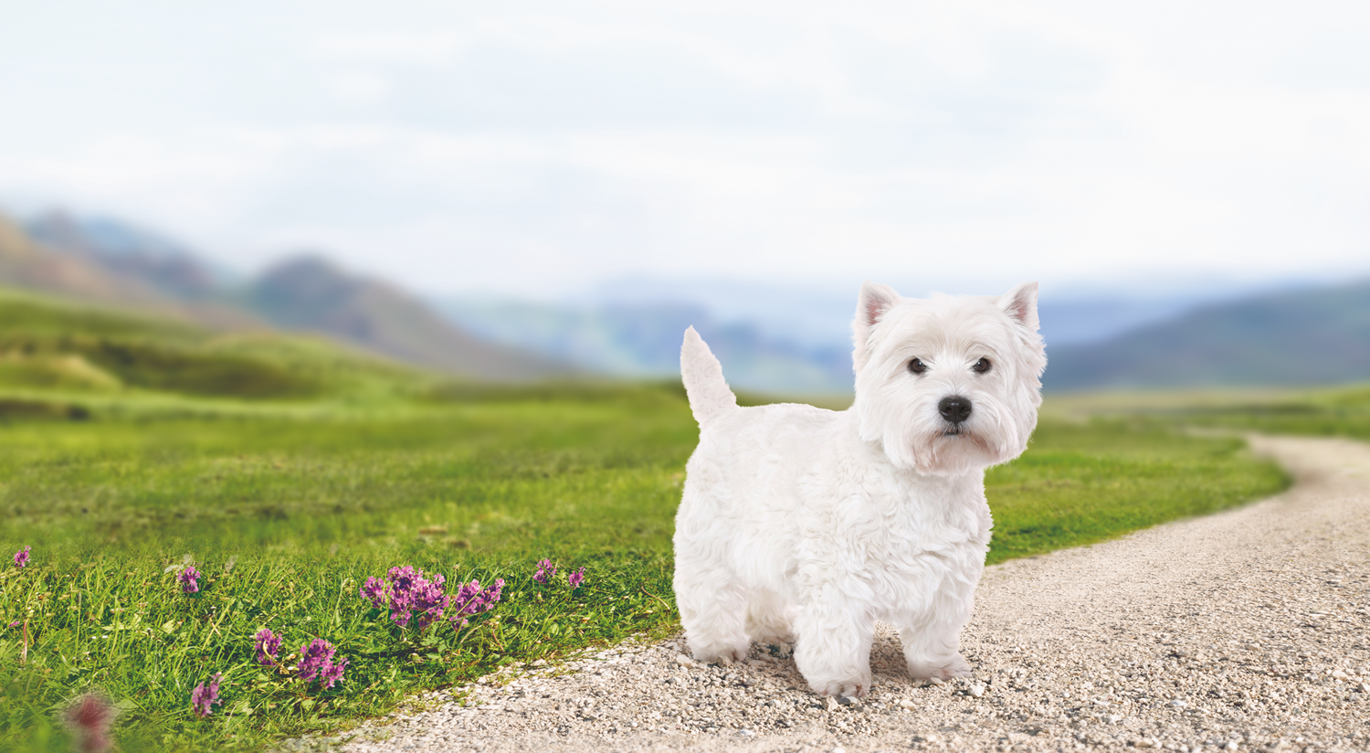 Dry dog food for adult West Highland White Terriers